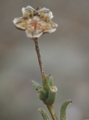 Trichodiadema gracile
