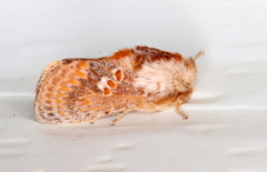 Pseudanapaea