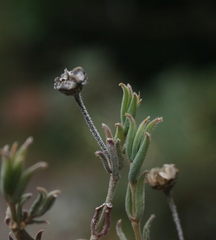 Trichodiadema gracile
