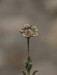 Trichodiadema gracile