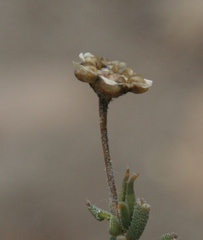Trichodiadema gracile