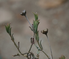 Trichodiadema gracile