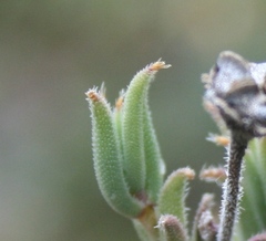 Trichodiadema gracile