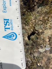 Echinometra oblonga
