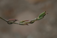 Trichodiadema gracile