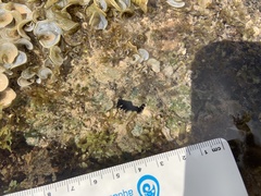 Echinometra oblonga