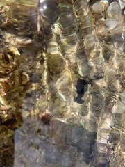 Echinometra oblonga