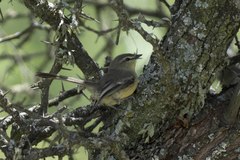 Stigmatura budytoides