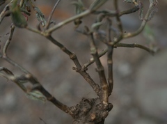 Trichodiadema gracile