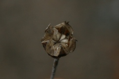 Trichodiadema gracile