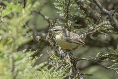 Stigmatura budytoides