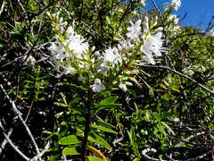 Veronica canterburiensis