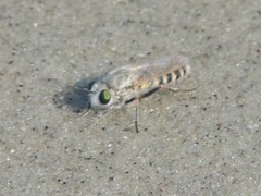 Laphystia