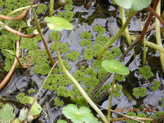 Azolla caroliniana