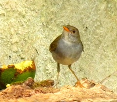 Catharus aurantiirostris