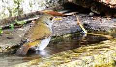 Catharus aurantiirostris