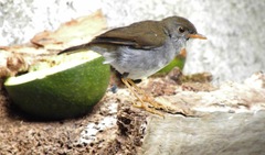 Catharus aurantiirostris