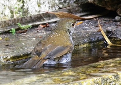 Catharus aurantiirostris