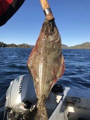 Hippoglossus stenolepis