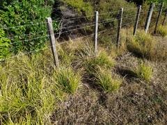 Carex longebrachiata