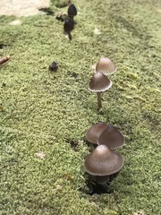 Mycena alcalina