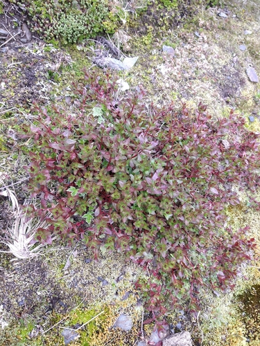 Epilobium australe (Epilobium australe)