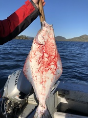 Hippoglossus stenolepis