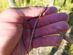 Carex longebrachiata