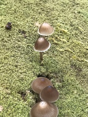 Mycena alcalina