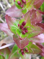 Epilobium australe