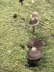 Mycena alcalina