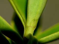 Veronica canterburiensis