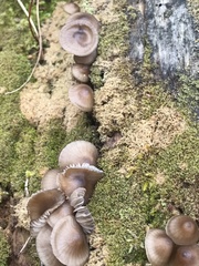 Mycena alcalina