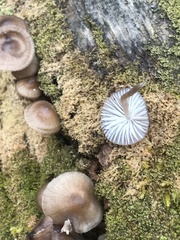 Mycena alcalina