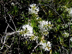 Veronica canterburiensis