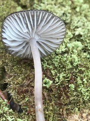 Mycena alcalina