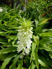Eucomis zambesiaca