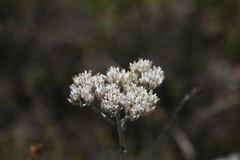 Helichrysum zeyheri