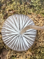 Mycena alcalina