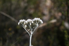 Helichrysum zeyheri