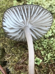 Mycena alcalina