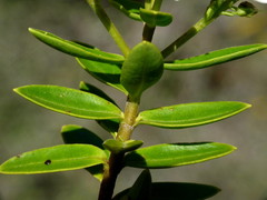 Veronica canterburiensis