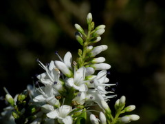 Veronica canterburiensis