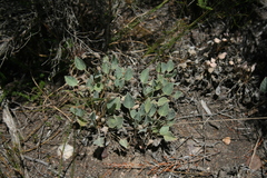 Pelargonium ovale