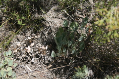 Pelargonium ovale