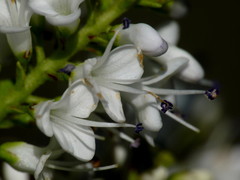 Veronica canterburiensis
