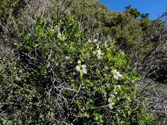 Veronica canterburiensis