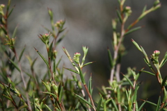 Diosma fallax