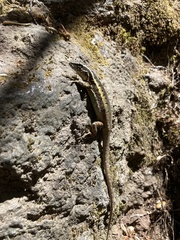 Liolaemus septentrionalis