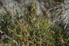 Diosma fallax